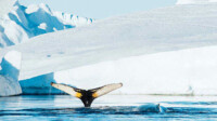 AIDA Nordland Highlights am Polarkreis mit Spitzbergen AIDA Nordland Highlights am Polarkreis mit Spitzbergen
