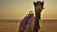 AIDA Orient Kreuzfahrt Dubai & Arabische Emirate AIDA Orient Kreuzfahrt Dubai & Arabische Emirate