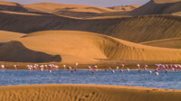 Transarabien mit AIDA Cruises Europa bis Dubai Transarabien mit AIDA Cruises Europa bis Dubai