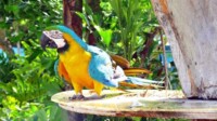 AIDA Karibische Inseln Kleine und große Antillen AIDA Karibische Inseln Kleine und große Antillen